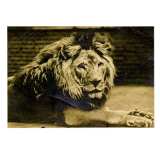 Postcard Cecil the lion at Bostock and Wombwell Menagerie